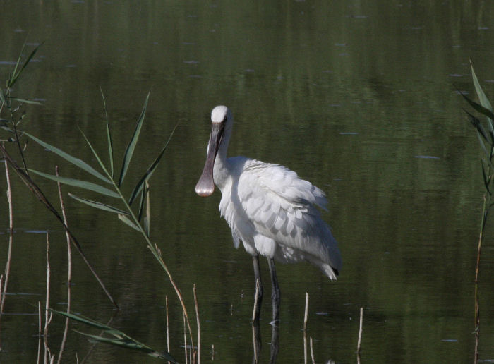 Uccelli arruffati